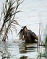 Great blue heron with a fish