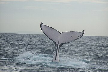 Humpback whale fluke