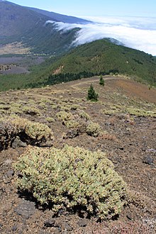 Webbs Wegerich (Plantago webbii) auf La Palma