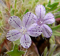 Langloisia setosissima