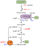 acetoklastische Methanogenese