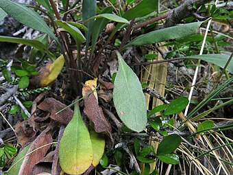 Rosette leaves