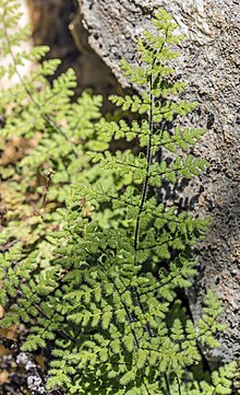 Two light-green fern fronds in front of a rock with long pale hairs and dark axes