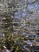 Berchtolds Zwerg-Laichkraut (Potamogeton berchtoldii)