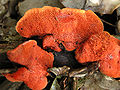 Pycnoporus cinnabarinus Genere Pycnoporus