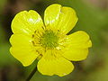 Ranunculus spp.