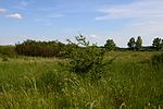 Salzsteppe Baumgarten an der March