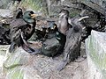 Krähenscharben-Nest mit zwei Jungtieren auf Mousa, Shetland