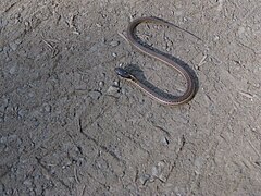 Northwestern garter snake