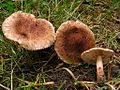 !Tricholoma vaccinum!