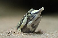 Juvenile underwater, buried under sand