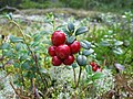 Vaccinium vitis-idaea