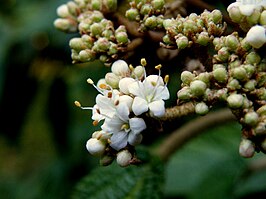 Viburnum rhytidophyllum