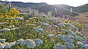 A. millefolium Wenlanchee eteklerinde; Chelan Kontluğu, Washington.