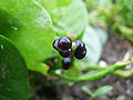 Malabar spinach fruits, Zhejiang, China
