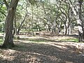 West view of picnic area