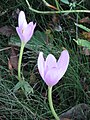 Colchicum speciosum