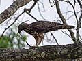 Indienhaubenadler (Nisaetus cirrhatus)