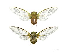 Flight position - Two views of same specimen