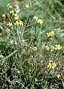 pszonak pępawolistny E. crepidifolium