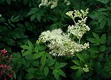 Filipendula ulmaria, meadowsweet.