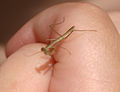 Juvenile Chinese mantis