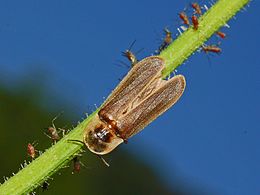 Nagy szentjánosbogár (Lampyris noctiluca)