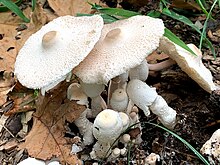 Leucocoprinus cepaestipes