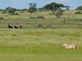 Kgalagadi Transfrontier Park