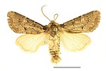 Luperina testacea – Specimen