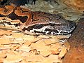 Dumerils Boa (Acrantophis dumerili)