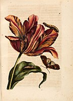 Tulpe (Tafel 2), koloriert