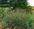 Field of poppies