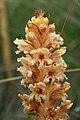 Große Sommerwurz (Orobanche elatior)