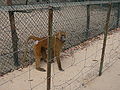 Guinea-Pavian Guinea Baboon