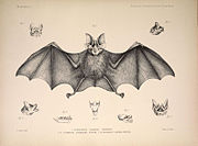 Drawing of bat