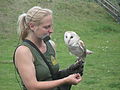 Keeper with barn owl (Shepreth Wildlife Park)