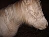 Shetland pony with strangles (side view).jpg