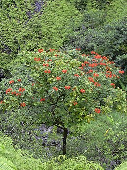 Afrikai tulipánfa (Maui, Kopiliula)