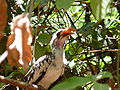 Rotschnabeltoko Red-billed Hornbill