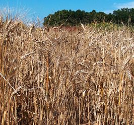 Durum (tarwe)