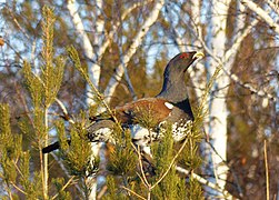 Auerhuhn in den Wäldern des südlichen Urals