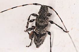 Acanthocinus obliquus