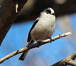 Resting on branch