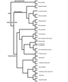 Phylogeny of bats, showing the different types of bats and how closely they are related to each other.