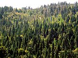 Foresta di Fitzroya nel parco nazionale costiero di Alerce, in Cile