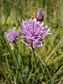 Allium schoenoprasum