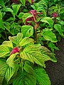 Amaranthus caudatus Blätter und Stängel