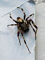 Marmorierte Kreuzspinne ♂ (Araneus marmoreus)