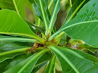 Close up of showing leaves in whorls